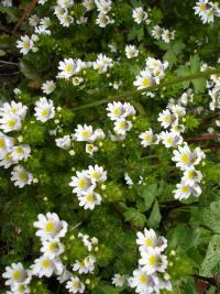 Euphrasia officinalis spag Zimpel D2 