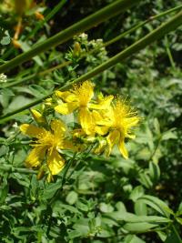 Hypericum perforatum spag. Zimpel D2 