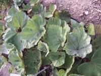 Petasites spag. Zimpel D2