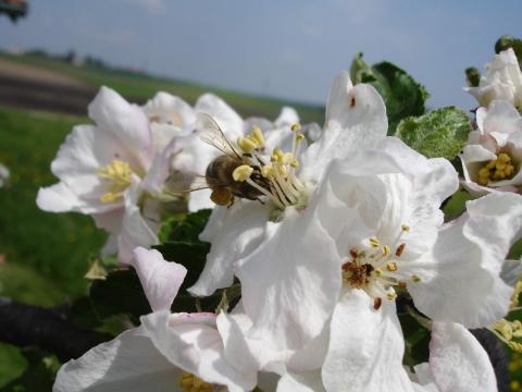 Propolis spag. Zimpel D3