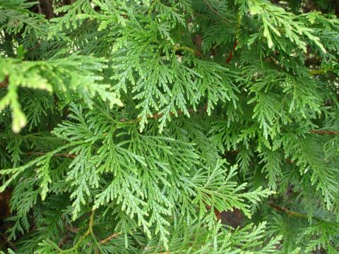 Thuja occidentalis spag. Zimpel D2