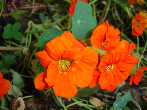 Tropaeolum majus spag. Zimpel D2