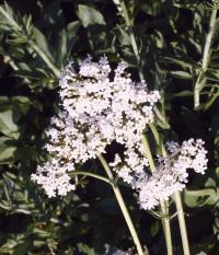 Valeriana officinalis Glückselig Urt.