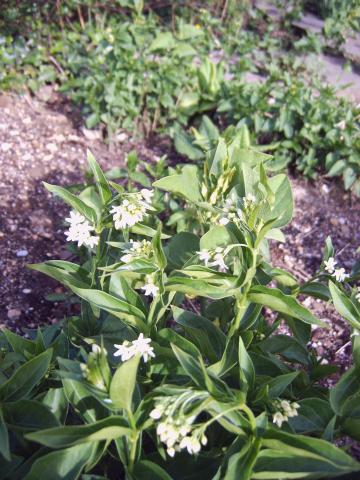 Vincetoxicum spag. Zimpel D2